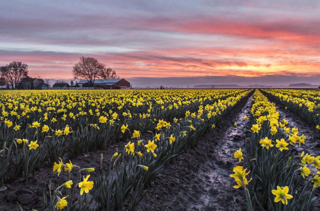 Daffodils_at_Sunrise_2_