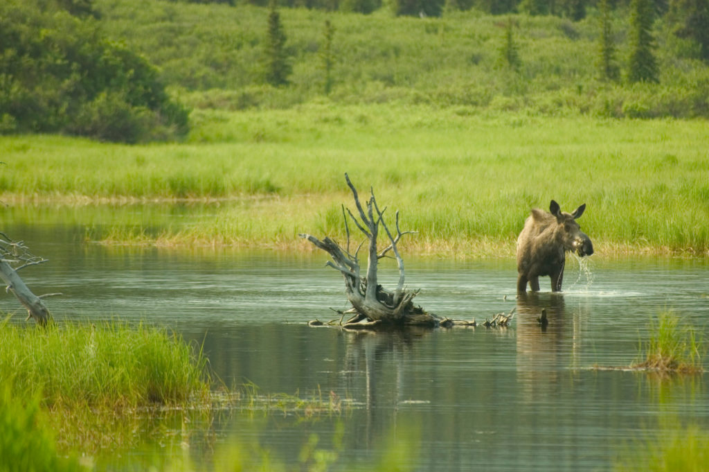 Moose feeds in lake at Mile 124 of the Denali Highway, Alaska.