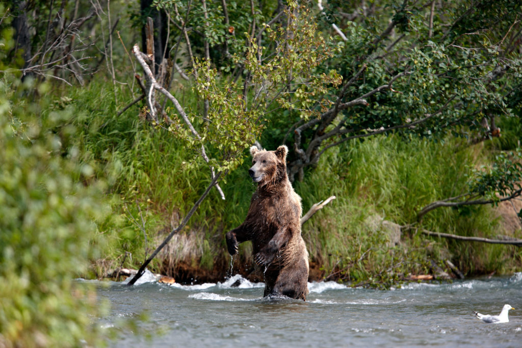 Brown bears (grizzlies) Katmai National Park. Alaska