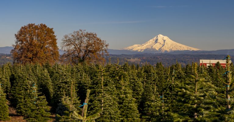Christmas Tree Farm and Mt Hood