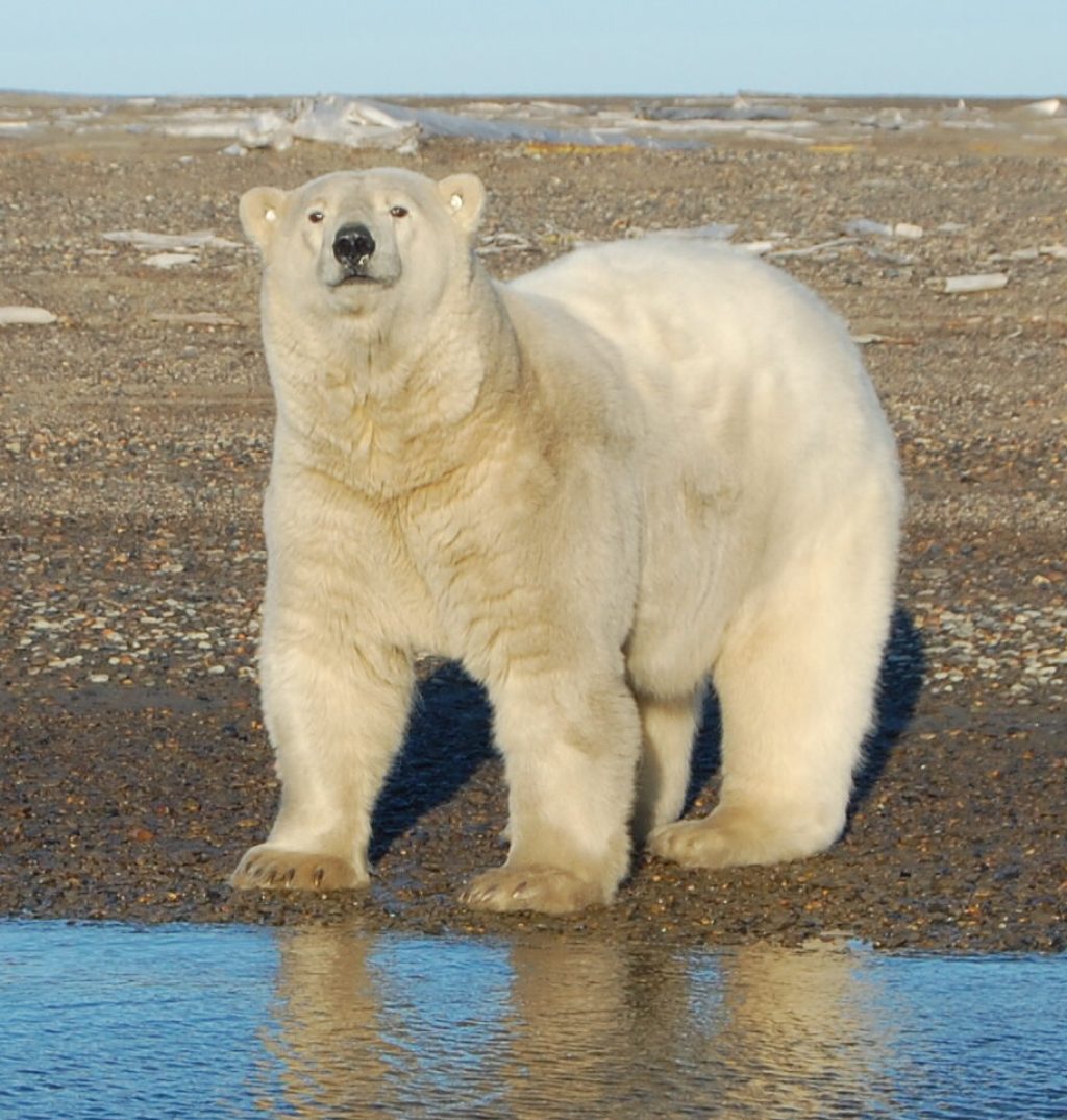 Polar Bear Expedition - Northern Alaska Tour Company (7)